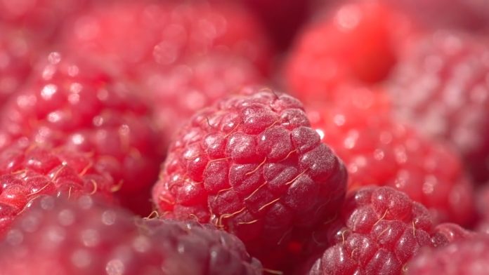 maline otkupna cena