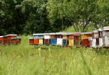 SPOS – Pčelinje zajednice stradaju od varoe