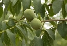 Uslovi za uzgoj oraha