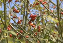 Uzgoj šipka – Kvalitet odličan, cena dobra, potražnja solidna