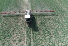 Suva trulež uljane repice – Simptomi i zaštita