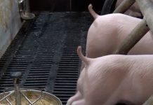 Stanje u svinjarstvu loše, proizvođači u velikoj krizi