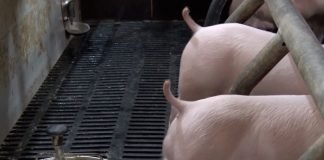 Stanje u svinjarstvu loše, proizvođači u velikoj krizi