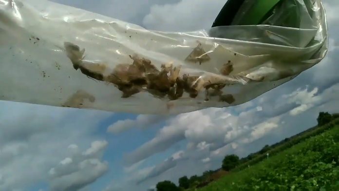 Feromoni klopke za insekte