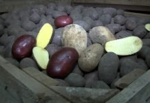 Čuvanje krompira i sprečavanje klijanja krtola