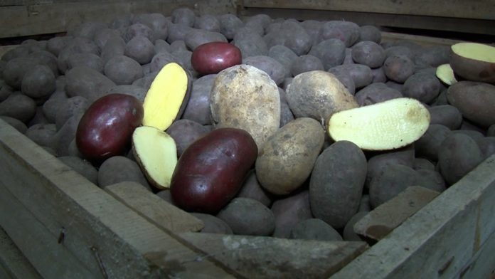 Krumpli