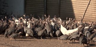 Morka – neobična ptica za gajenje