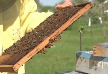 Najavljena značajna izdvajanja za proizvođače meda