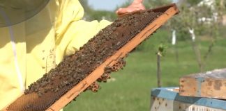 Najavljena značajna izdvajanja za proizvođače meda