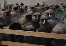 Ishrana ovaca odlučuje o kvalitetu i dobiti