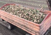 Finansijska podrška proizvođačima šećerne repe