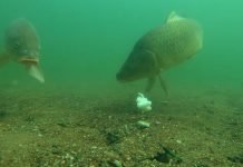 Klaster Naša riba – Šaran na trpezi makar dva puta nedeljno