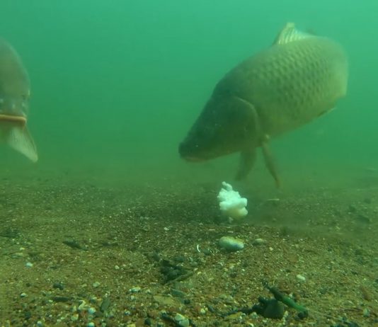 Klaster Naša riba – Šaran na trpezi makar dva puta nedeljno