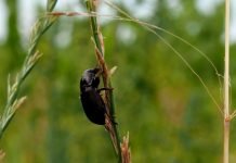 Na teritoriji RC Zrenjanin registrovana oštećenja od larvi žitnog bauljara