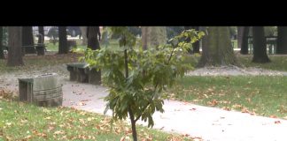 Bijeljina – Ozelenjavanje grada