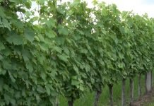 Zimsko đubrenje vinograda – Stajnjak ili kompleksno mineralno đubrivo