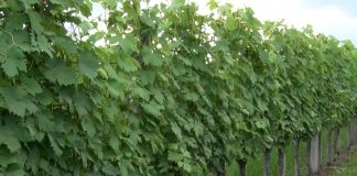 Zimsko đubrenje vinograda – Stajnjak ili kompleksno mineralno đubrivo