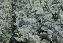 U atarima Futoga je u toku seča pravog futoškog kupsa