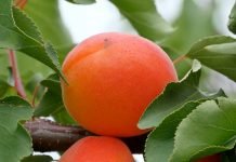 Apopleksija kajsije – Bolest koja nema leka