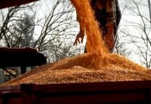 Merkantilni kukuruz kao pomoć uzgajivačima mlečnih krava