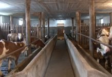 U prvih devet meseci za uvoz mesa preko 130 miliona evra