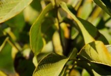 Orah – Pravilan uzgoj donosi dobar prinos