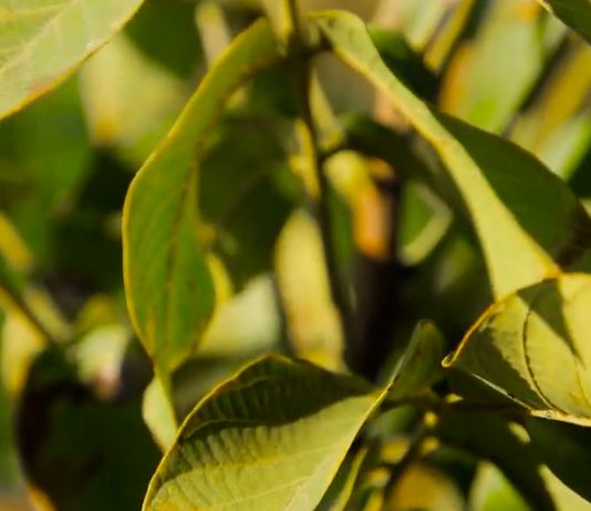 Orah – Pravilan uzgoj donosi dobar prinos