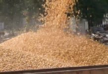 Otkup merkantilnog kukuruza ovogodišnjeg roda – 40 dinara za kilogram