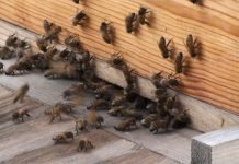 Reproduktivna sposobnost matice u pčelinjim zajednicima