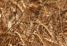 Za izvoz najmanje milion tona pšenice, država da vrati dug mlinarima