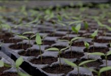 Rasad – proizvodnja, nega i zaštita su uslov uspeha