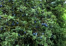 Kako se gaji trnjina, poznatija kao srpska aronija