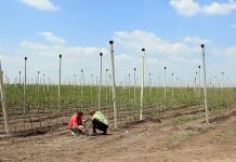 Podizanje voćnjaka – Zahtevan i nepredvidiv posao