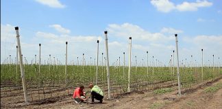 Podizanje voćnjaka – Zahtevan i nepredvidiv posao