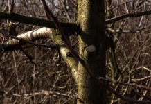 Zimska rezidba krušaka