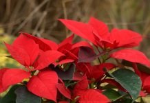 Božićna zvezda – Duga i specifična nega