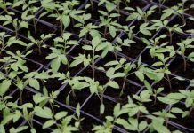 Proizvodnja rasada uz ispunjenje važnih faktora