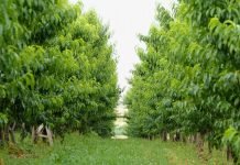 Kako oformiti stabla i krošnje kod breskve i nektarine