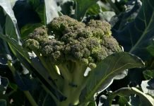 Brokoli – Uslovi za uzgoj
