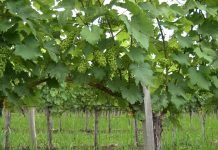 Prednosti đubrenja vinograda u jesen