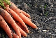 Hranljive materije za bolji kvalitet plodova