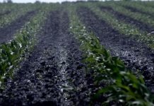 Sistemi za navodnjavanje – kako ih izabrati?