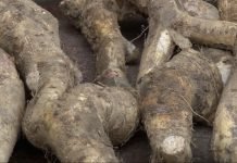 Ren – Pravilno gajenje