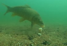 Klaster akvakulture „Naša riba“ – Povećati proizvodnju i izvoz ribe