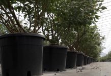 Uslovi za gajenje borovnice u zaštićenom prostoru