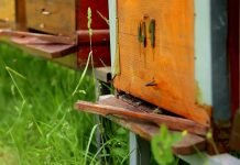 Zimski period u pčelinjaku