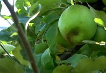 Zaštita jabuka od mrazeva