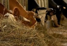 Skraćivanje obrade zahteva i brža isplata podsticaja poljoprivrednicima