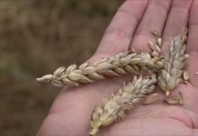 Kako postići dobar kvalitet zrna pšenice