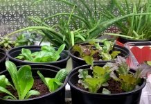 Saveti za uspešno gajenje povrća i začinskih biljaka tokom zime